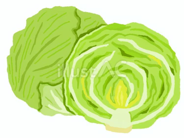 半分にカットされたレタスと丸ごとのレタス レタス,半分,野菜のイラスト素材
