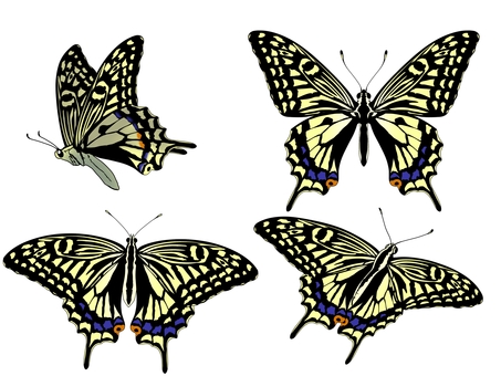 アゲハチョウ 蝶,手書き,手描き,きれい,かわいい,無料,フリー,標本,虫,昆虫のイラスト素材