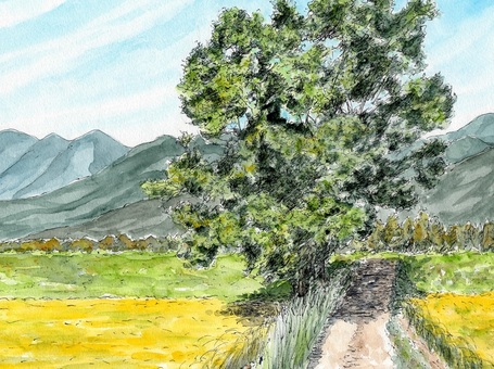 田んぼの中に立つ一本の木 風景画,風景,水彩画,スケッチ,ペンスケッチ,木,田んぼ,黄金色,道,山並みのイラスト素材