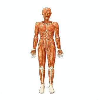 全身の筋肉（前面） 前面,全身筋肉,筋肉,筋肉図,筋組織,胸筋,腹筋,上腕筋,大腿四頭筋,ふくらはぎのイラスト素材