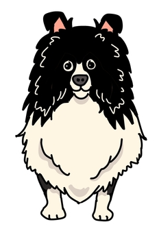 シェトランシープドックパイブラック 犬,動物,ペット,かわいい,デフォルメ,わんこ,キャラクター,毛色,手描き,シュトラーシープドッグのイラスト素材