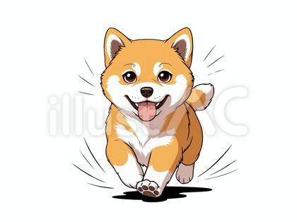 舌を出して走っている可愛い柴犬の正面