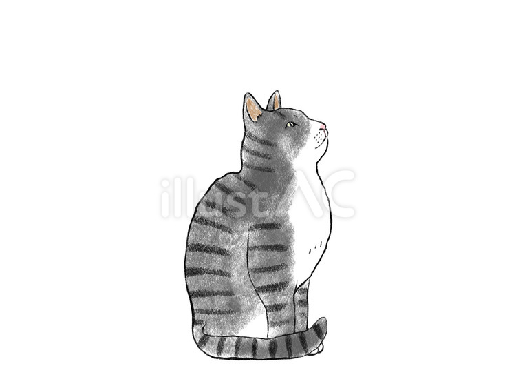 見上げている猫　サバトラ 猫,エジプト座り,見上げるのイラスト素材