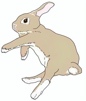 リラックスするうさぎ(カラー)