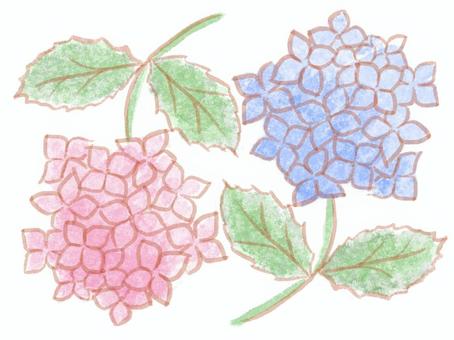 Two hydrangeas, hydrangea, rainy season, flower, JPG and PNG