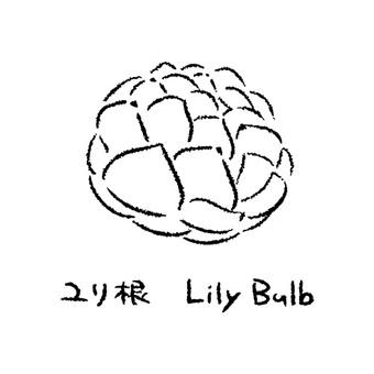 手描きのゆり根2_名称入_白黒 ゆり根,ユリ根,百合根,野菜,アイコン,食べ物,シンプル,食材,健康,料理のイラスト素材