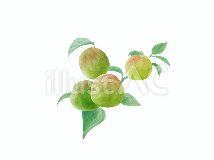 梅の実イラスト No 無料イラストなら イラストac