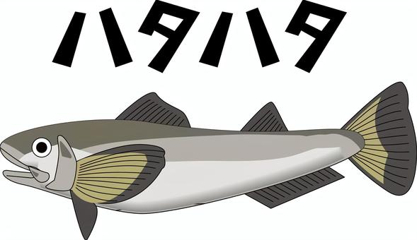 ハタハタ  ハタハタ,魚,泳ぐ,新鮮,食材,カタカナ,リアル,線画のイラスト素材