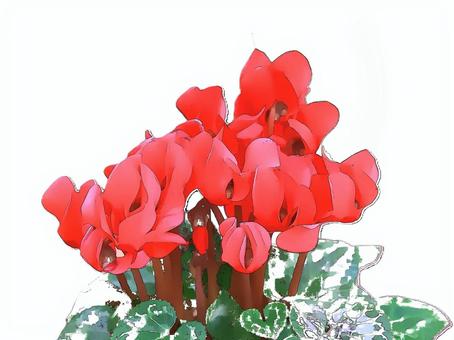 赤いシクラメンの花 シクラメン,花,赤色,クリスマス,プレゼント,白背景,植物,自然,景色,壁紙のイラスト素材