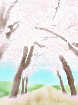 Illustration, cherry blossoms, cherry blossom trees, full bloom, 