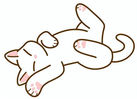 Sleeping white cat, white cat, sleep, meatballs, JPG and PNG