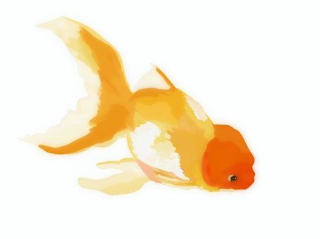 Goldfish (Oranda lion head), JPG and PNG Goldfish (Oranda lion head), goldfish, a pet, tiny, JPG and PNG