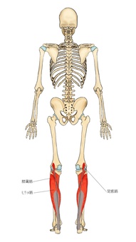 骨格とヒラメ筋・足底筋・膝窩筋 ヒラメ筋,足底筋,膝窩筋,筋,筋肉,ガイコツ,解剖,骨,モデル,骨格のイラスト素材