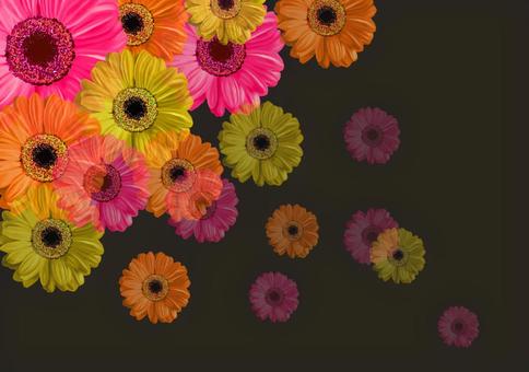 Illustration, gerbera, kembang, latar mburi, 