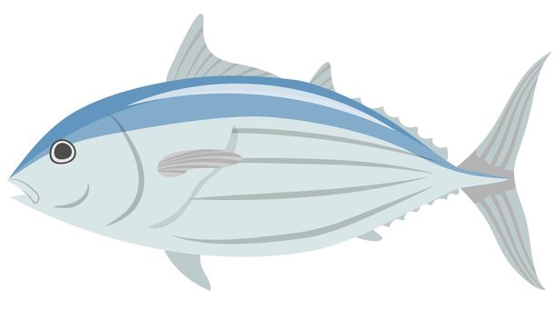 鰹 カツオ,魚,魚介類,食材,食べ物,漁,鰹節,初鰹,戻り鰹,タタキのイラスト素材