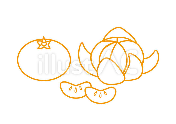 みかん みかん,果物,柑橘のイラスト素材