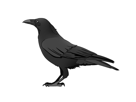 ハシボソガラス カラス,鳥,ハシボソガラス,烏,からすのイラスト素材