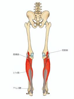 ヒラメ筋と膝窩筋と足底筋 ヒラメ筋,膝窩筋,足底筋,筋,筋肉,ガイコツ,解剖,骨,モデル,骨格のイラスト素材