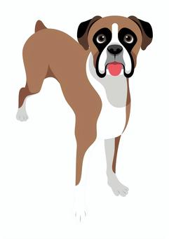 ボクサー犬2