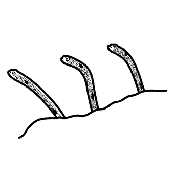 チンアナゴ チンアナゴ チンアナゴ,海水魚,水族館,魚類,生き物,塗り絵のイラスト素材