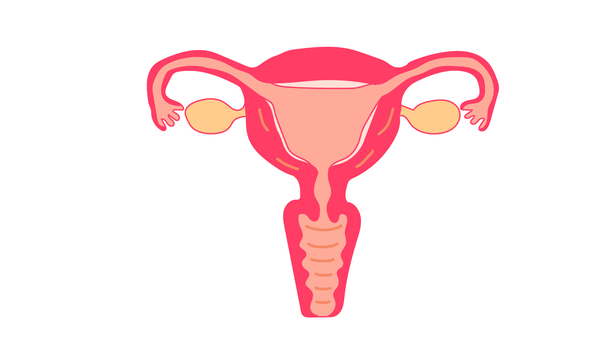 子宮 子宮,保健体育,膣,卵巣,卵管,イラストのイラスト素材