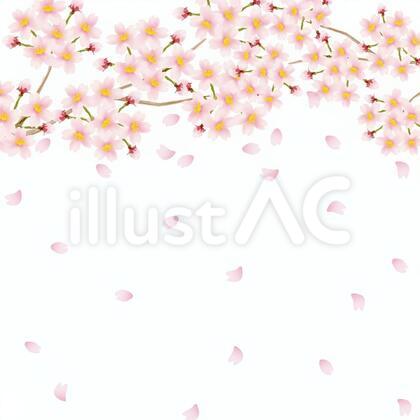 桜白バック