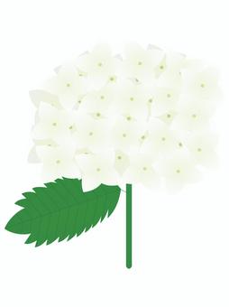 Hydrangea (white), , JPG, PNG and AI