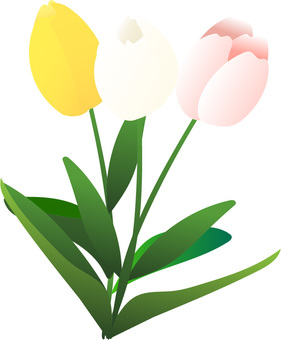 Tulip illustration material, flower, tulip, plant, JPG, PNG and AI