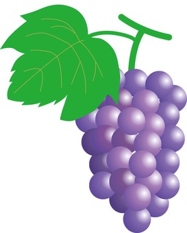 果物_ぶどう ぶどう,果物,農園,畑,農家,農業のイラスト素材
