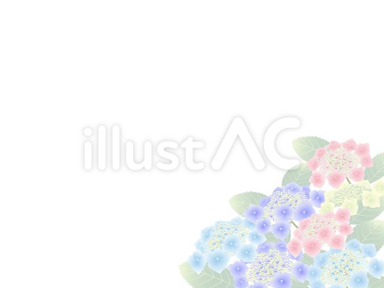 ガクアジサイ・色とりどり あじさい,ガクアジサイ,梅雨のイラスト素材