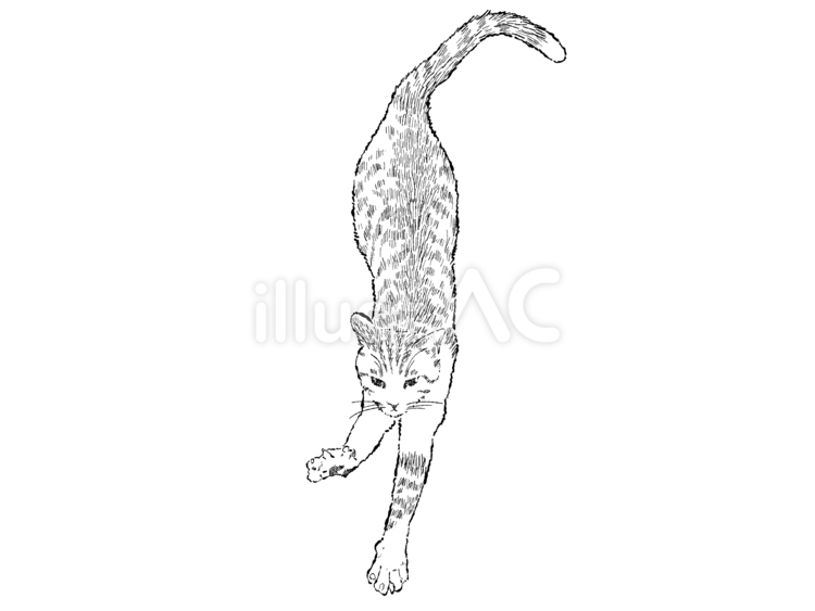伸びをする猫　5 猫,線画,白黒のイラスト素材