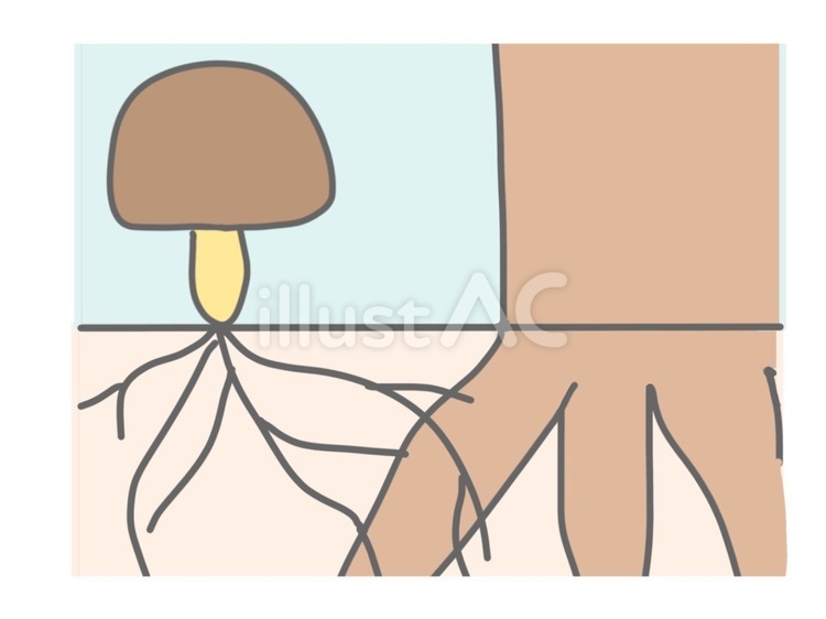 菌糸ネットワーク　イメージ　きのこ きのこ,茸,菌糸のイラスト素材