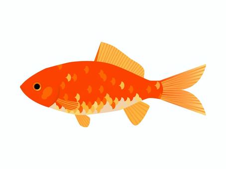 Illustration, and gold, goldfish, creatures, 