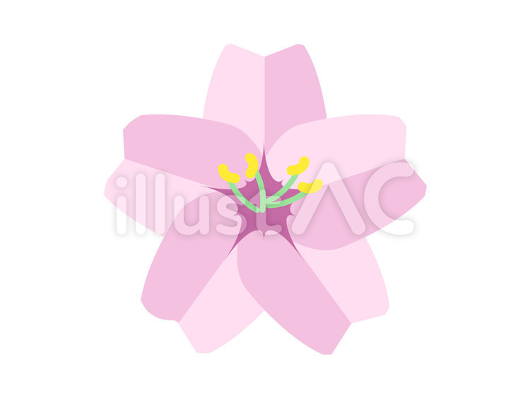 桜　アイコン 桜,さくら,春のイラスト素材