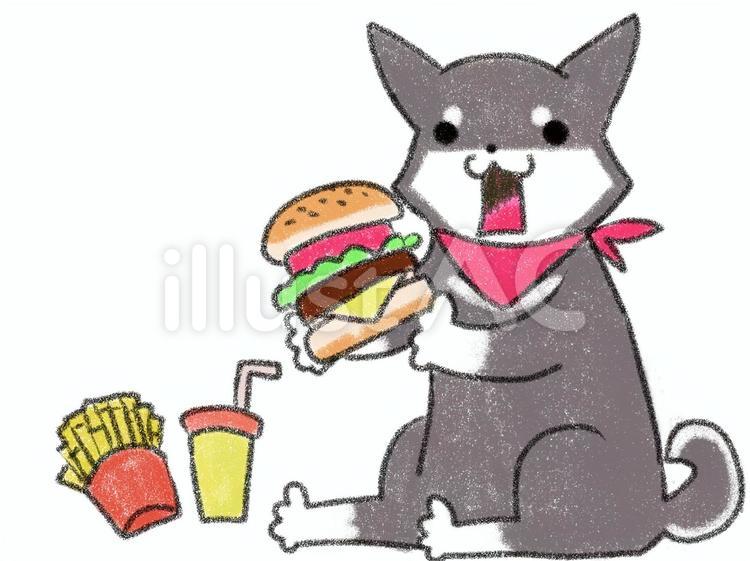 ハンバーガーと柴犬 柴犬,犬,ハンバーガーのイラスト素材
