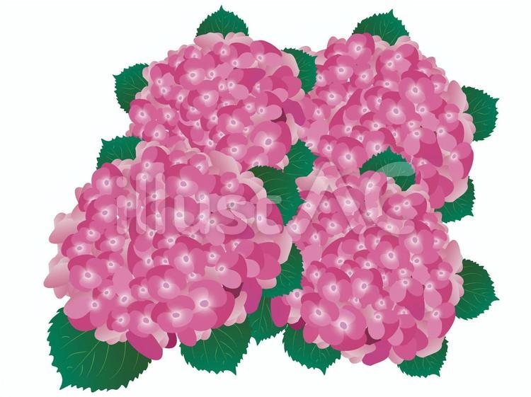 アジサイ アジサイ,花,赤のイラスト素材