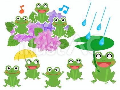 梅雨 あじさいに乗るカエル