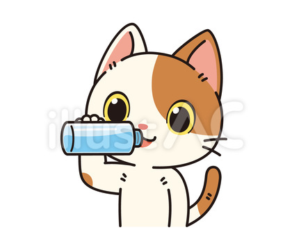 ボトルの水で水分補給する可愛いぶち猫