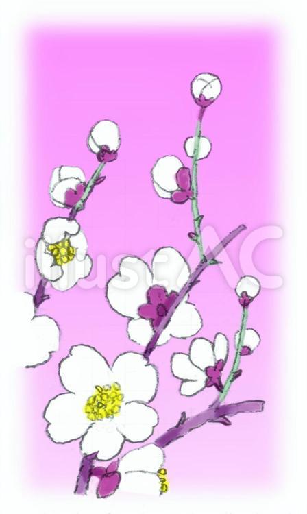 梅の花 梅の花,梅の木,春のイラスト素材