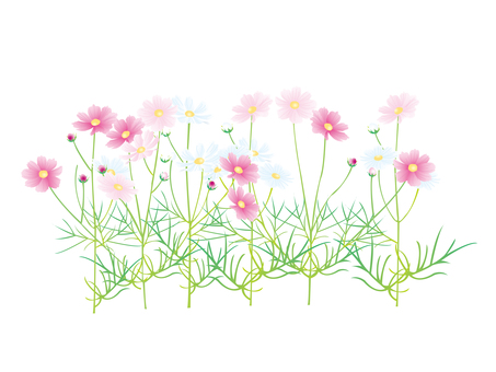コスモスのイラスト コスモスのイラスト コスモス,秋,花のイラスト素材