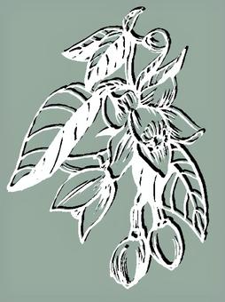 Birthday flower (May 25th), JPG Birthday flower (May 25th), flower, yuzu, birth flower, JPG