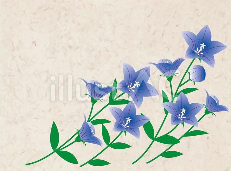 桔梗 桔梗,秋の花,秋のイラスト素材