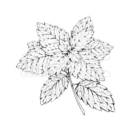 ペパーミント(単品)/線画