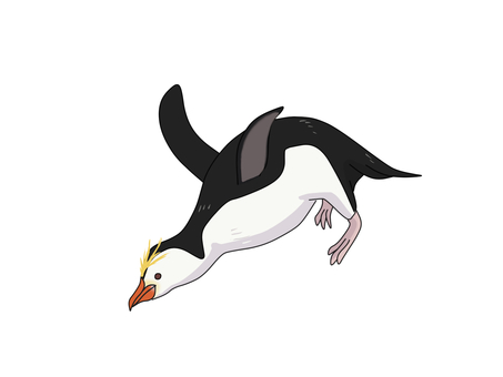 ロイヤルペンギン(飛び込み) ロイヤルペンギン(飛び込み) ペンギン,ロイヤルペンギン,動物のイラスト素材