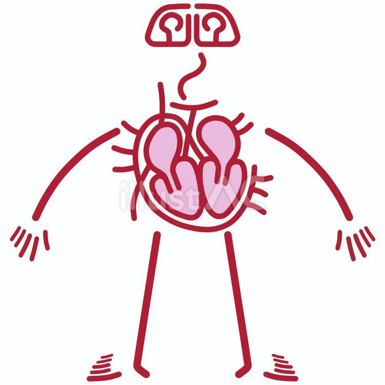 血管 血管,心臓,脳のイラスト素材