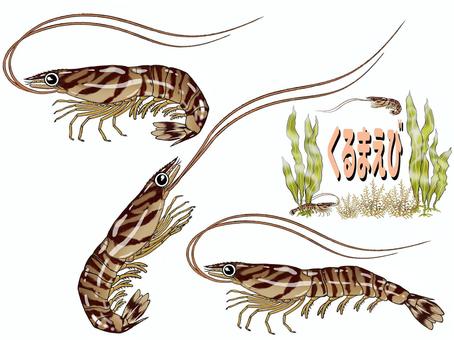 Prawn 02, JPG, PNG and AI Prawn 02, สัตว์, ปราณี, กุ้ง, JPG, PNG and AI