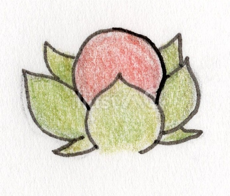 植物　多肉植物　つぼみ スケッチ,インテリア,パースのイラスト素材