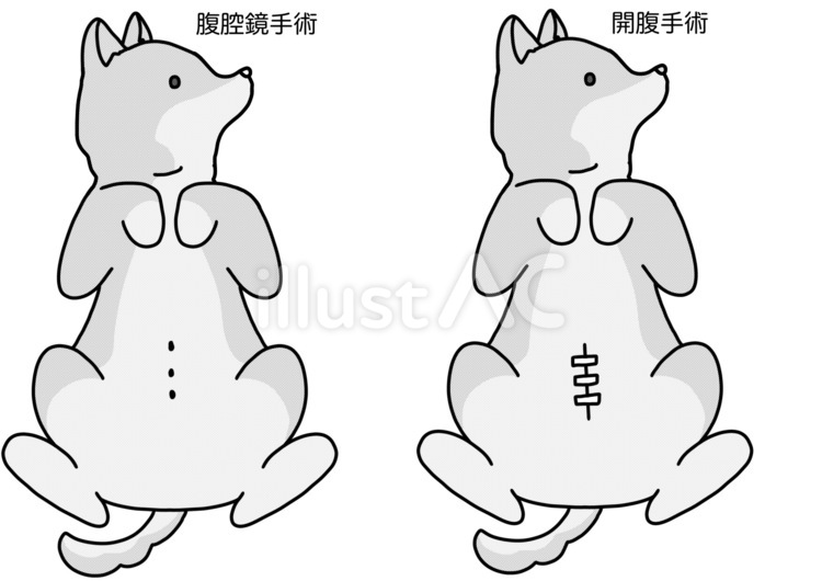 犬の手術後の腹部の傷の違い　文字あり白黒 犬,手術,傷のイラスト素材
