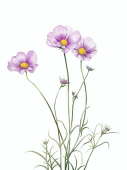 コスモス（秋桜）の花 コスモス,水彩,白背景,ピンク,草花,秋,きれいのイラスト素材