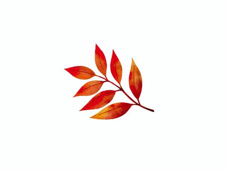 紅葉-赤く色づいたナナカマドの葉 ナナカマド,紅葉,秋,葉っぱ,落ち葉,植物,樹木,赤色,素材,装飾のイラスト素材